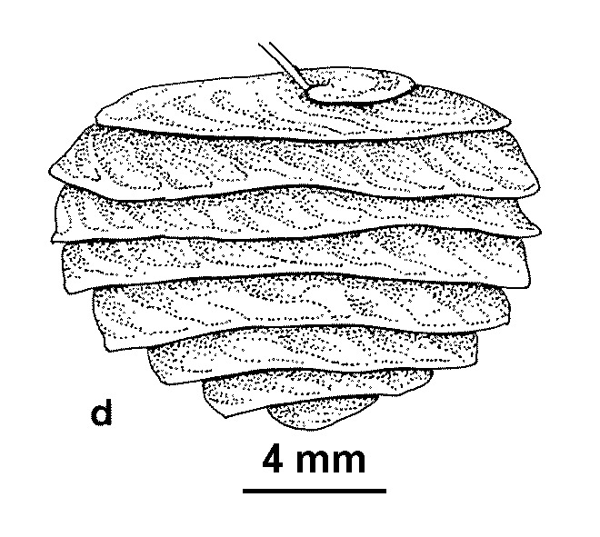 Medicago scutellata (hero image)