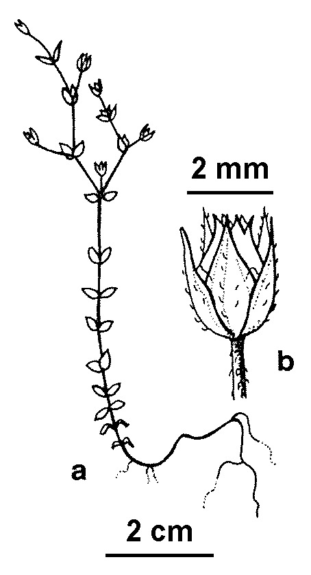 Arenaria (hero image)