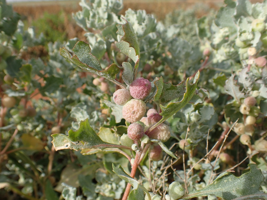 Atriplex holocarpa (hero image)