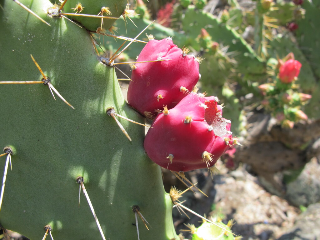 Opuntia elatior (hero image)