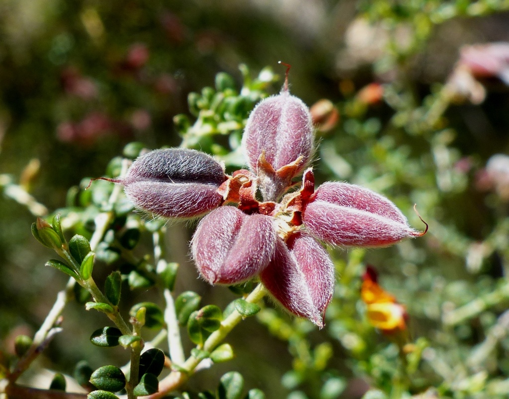 Mirbelia oxylobioides (hero image)