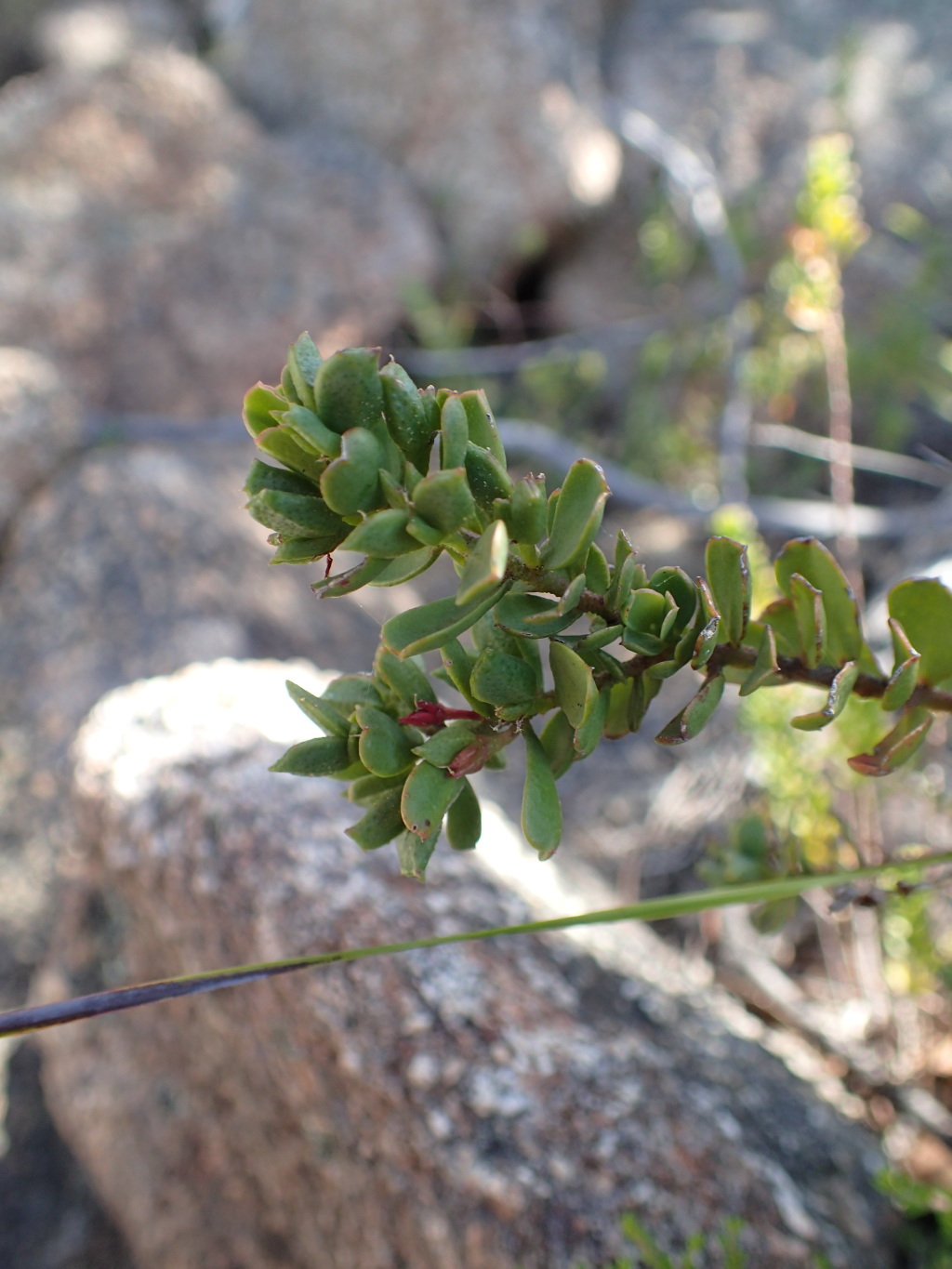 Philotheca (hero image)