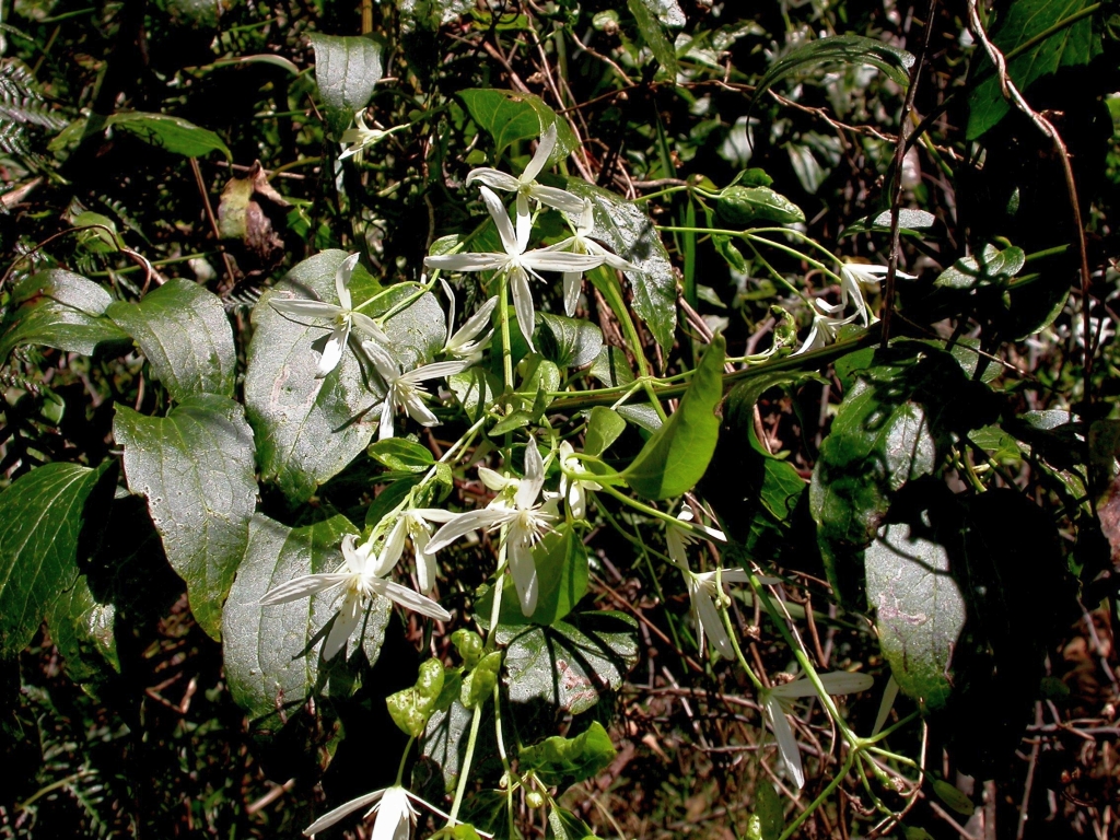 Clematis glycinoides (hero image)