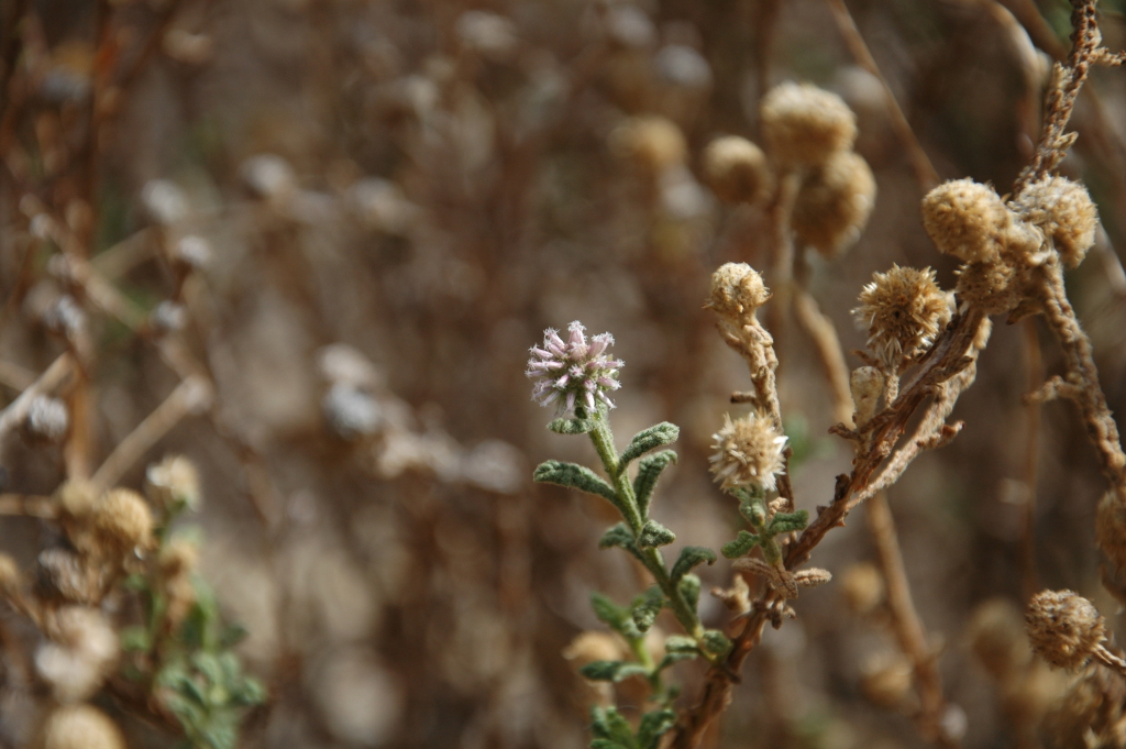 Pterocaulon sphacelatum (hero image)