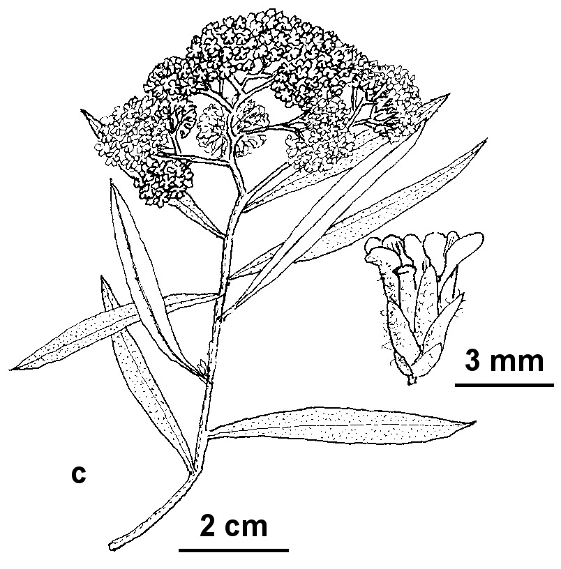 Ozothamnus ferrugineus (hero image)