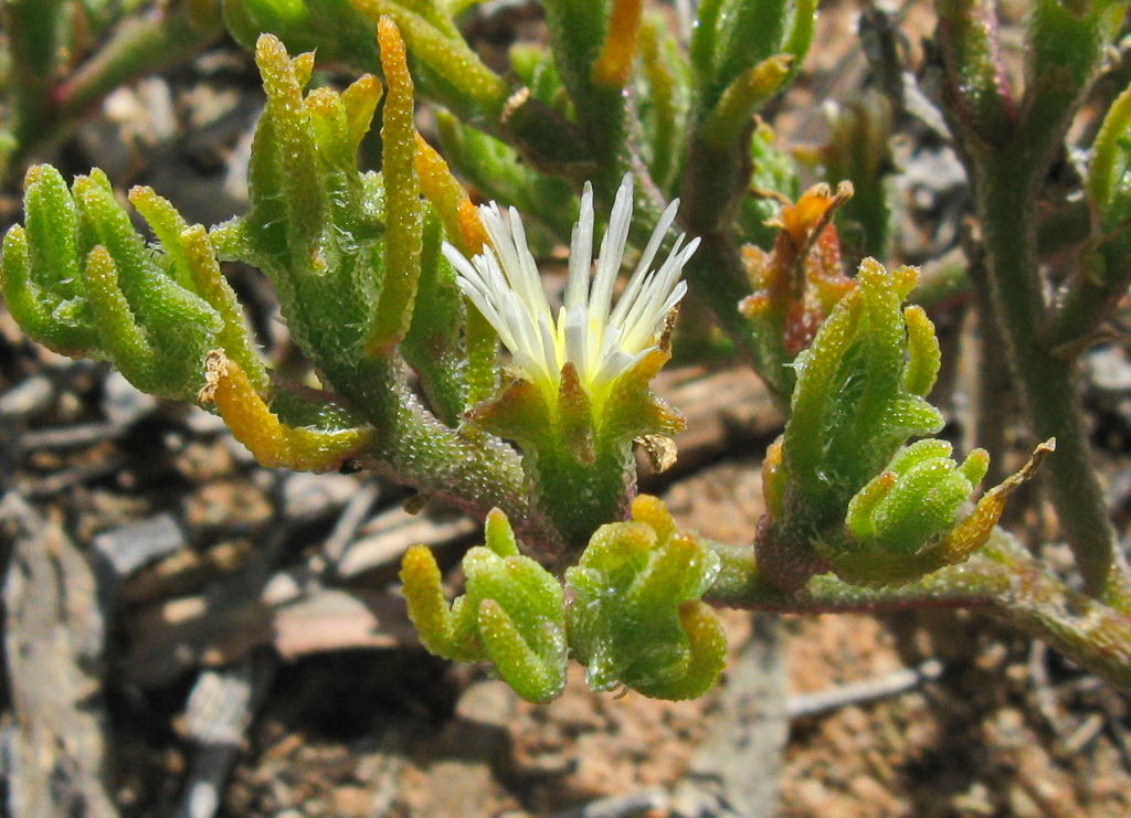 Mesembryanthemum nodiflorum (hero image)