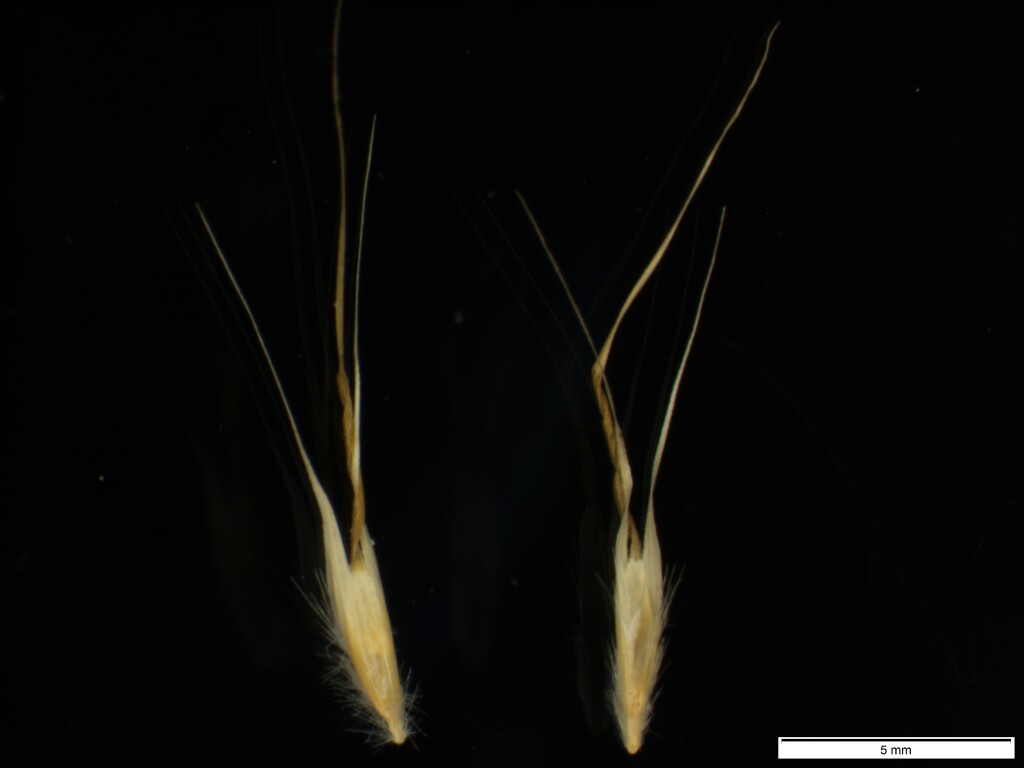 Rytidosperma pilosum (hero image)