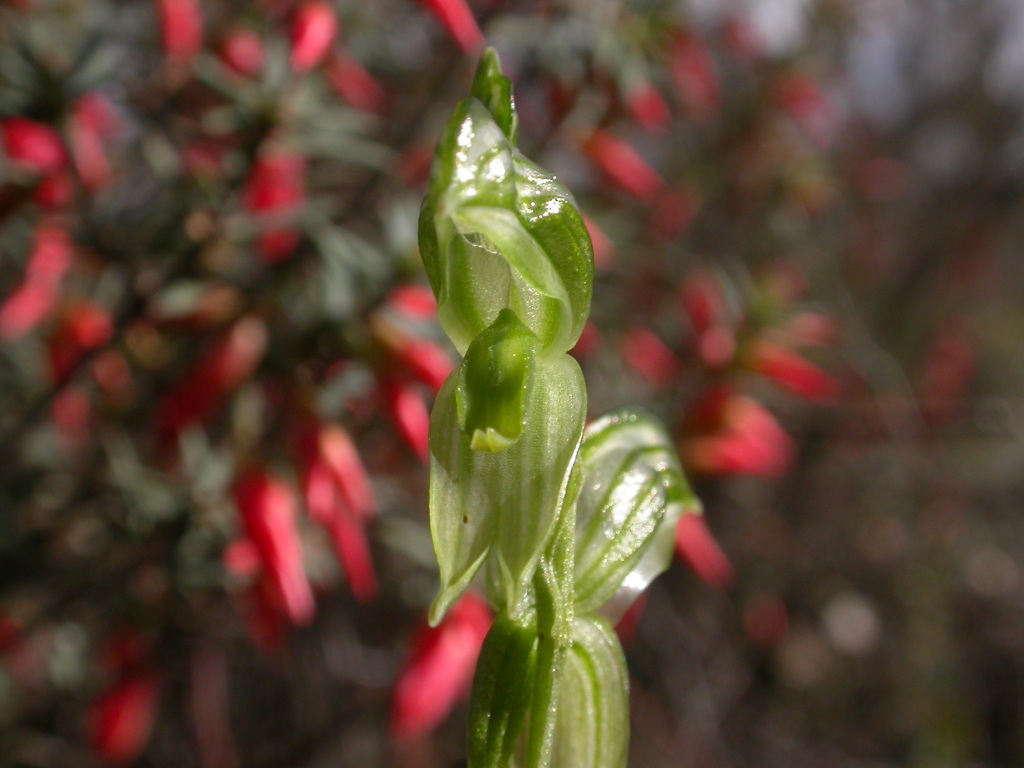 Pterostylis prasina (hero image)