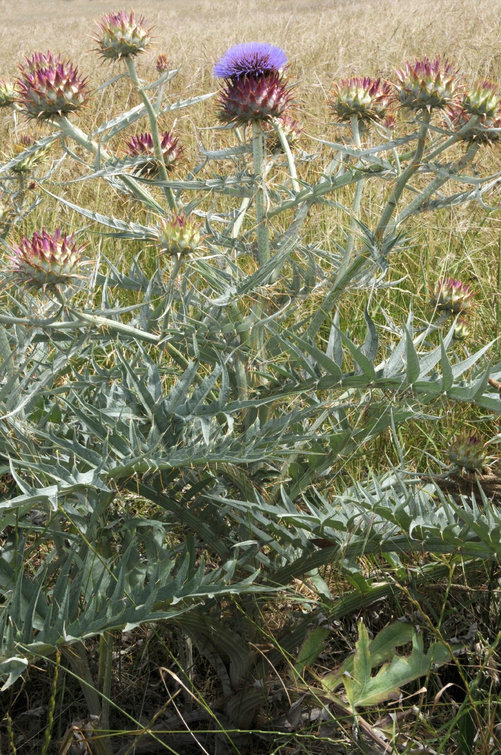 Cynara cardunculus (hero image)