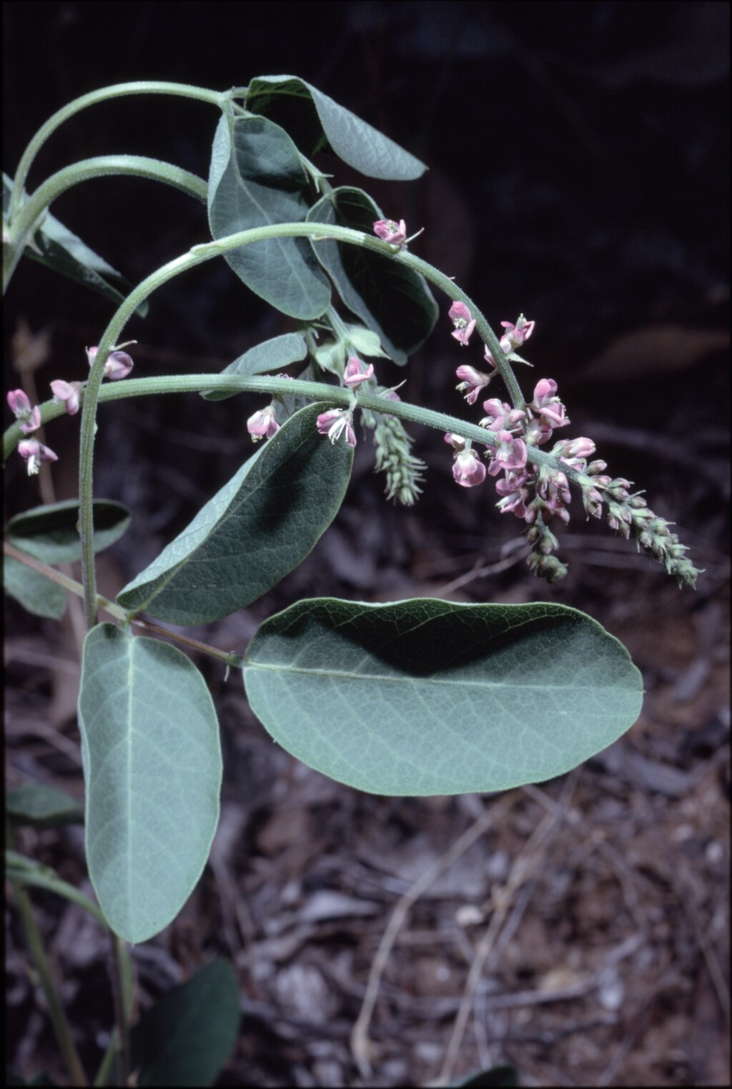 Desmodium (hero image)