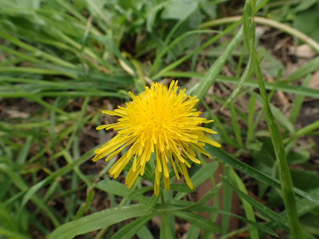 Taraxacum skanderbegii (hero image)