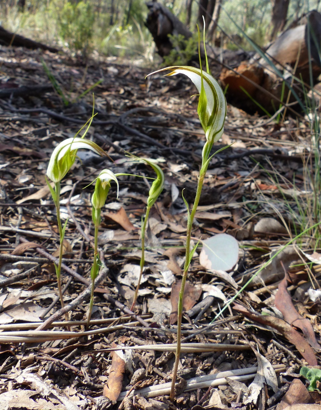 Pterostylis ampliata (hero image)