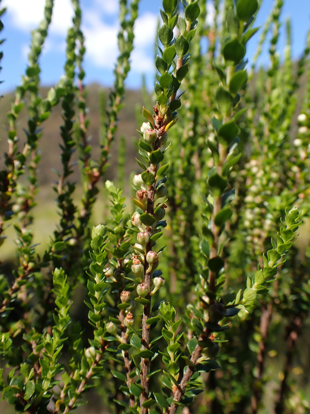 Epacris rhombifolia (hero image)