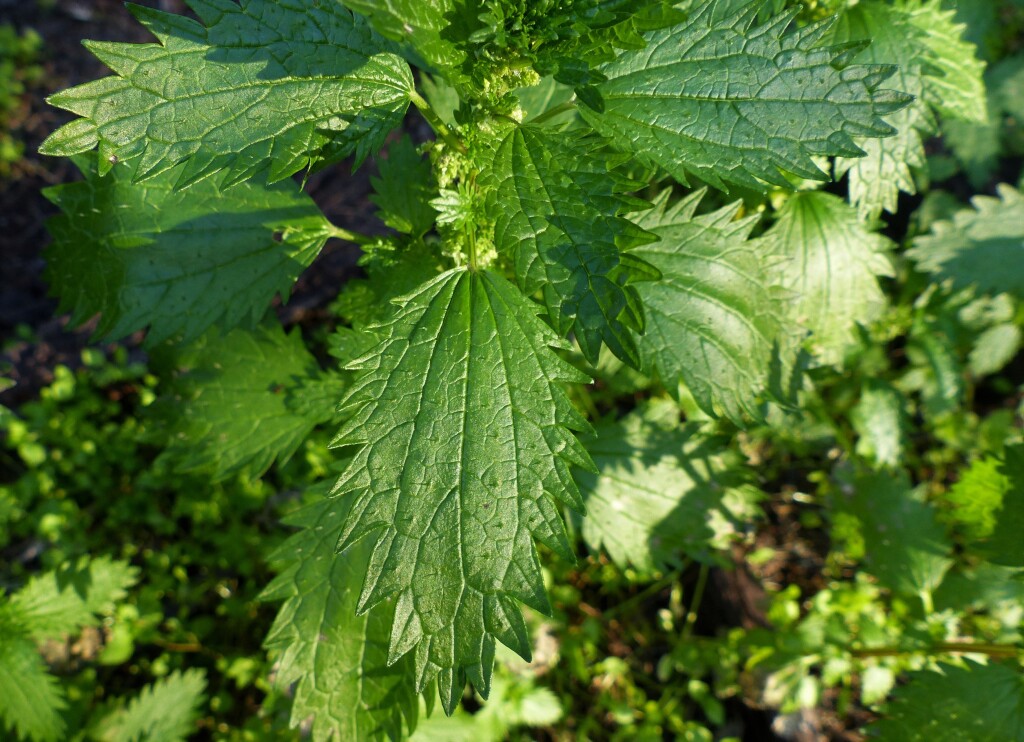 Urtica urens (hero image)