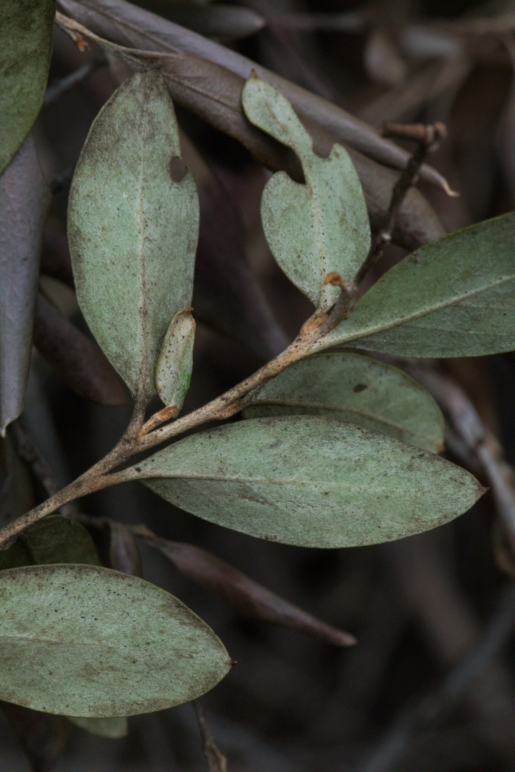 Grevillea polychroma (hero image)