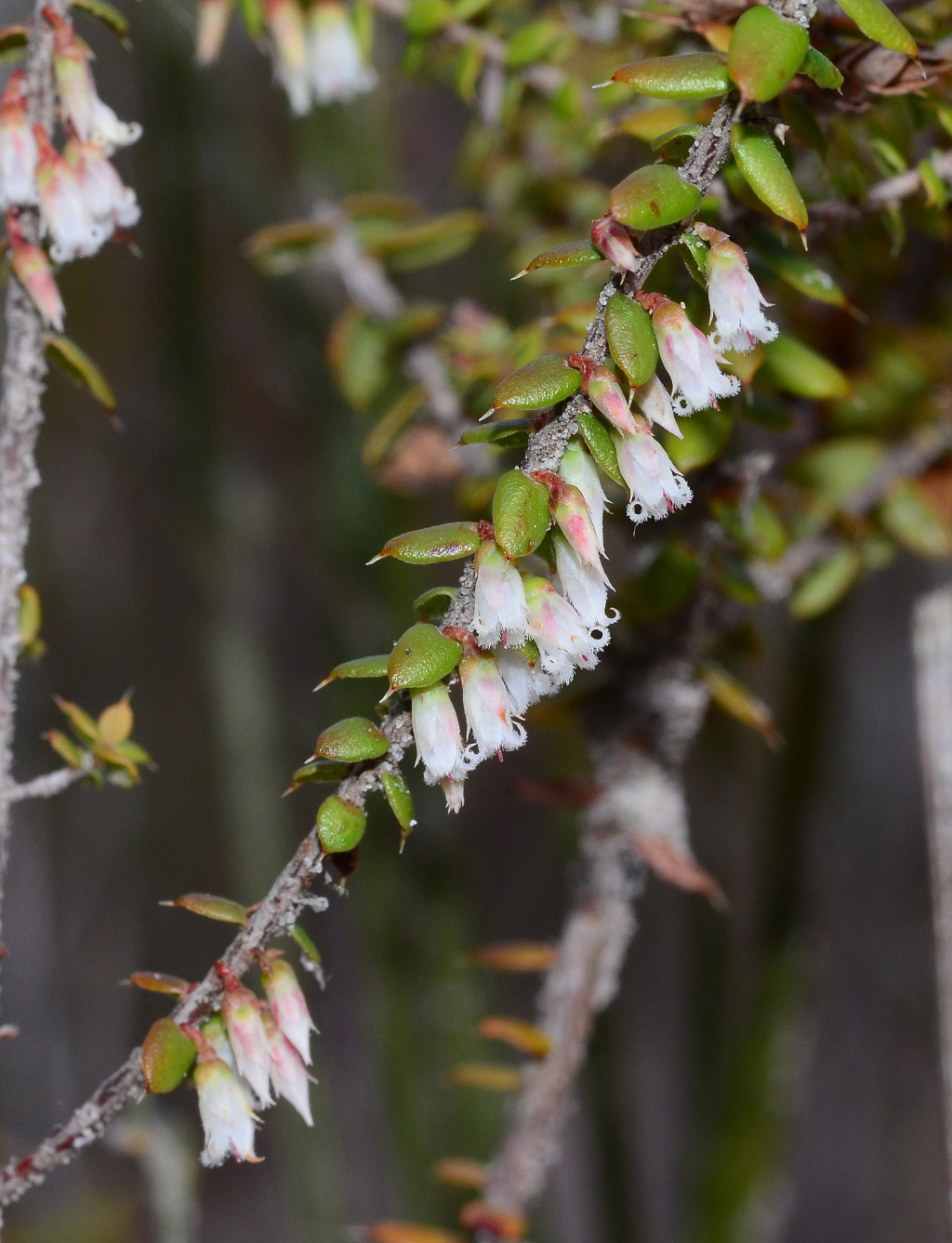 Styphelia clelandii (hero image)