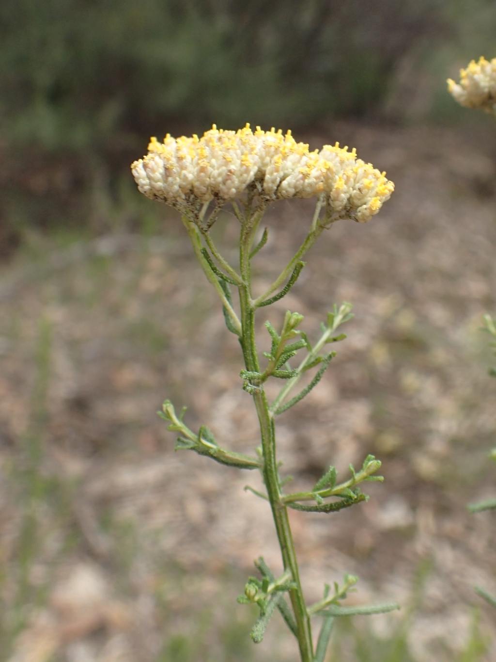 Cassinia (hero image)