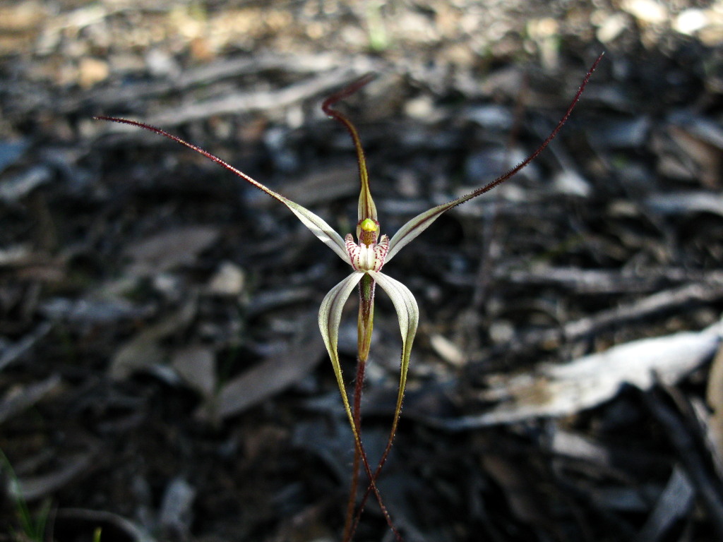 Caladenia capillata (hero image)