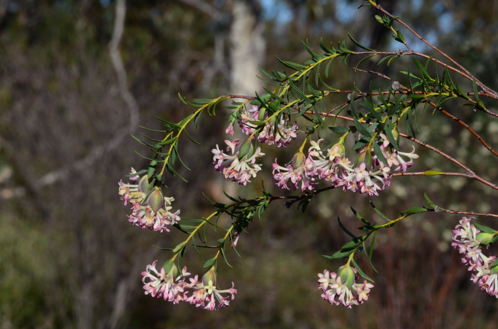 Pimelea stricta (hero image)