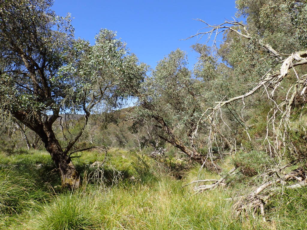 Eucalyptus stellulata (hero image)