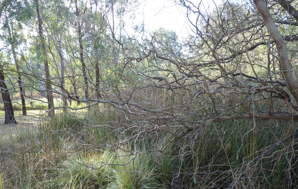 Salix matsudana (hero image)