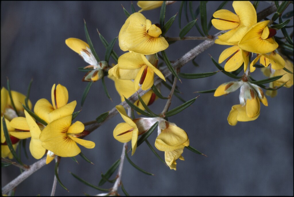 Pultenaea benthamii (hero image)