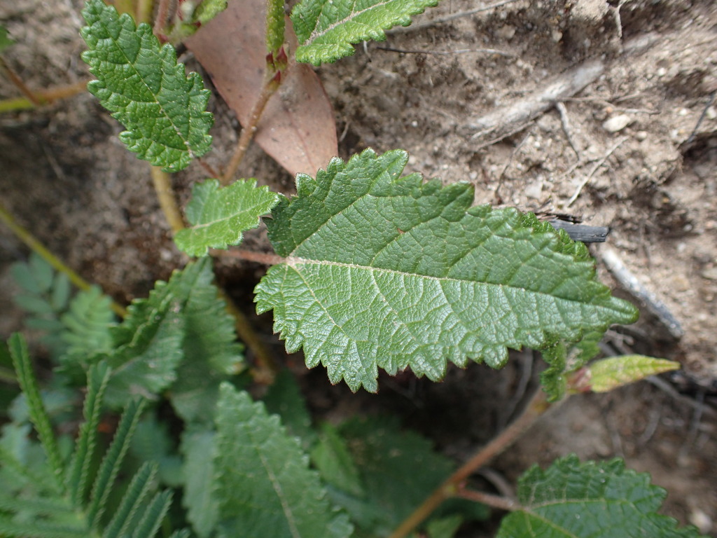 Commersonia prostrata (hero image)
