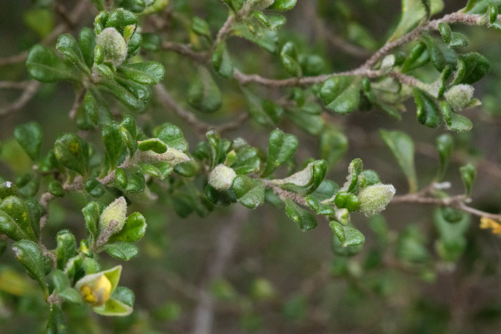 Hibbertia hermanniifolia subsp. recondita (hero image)