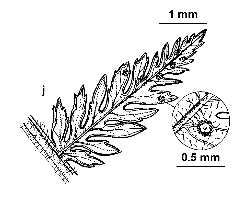 Lastreopsis decomposita (hero image)