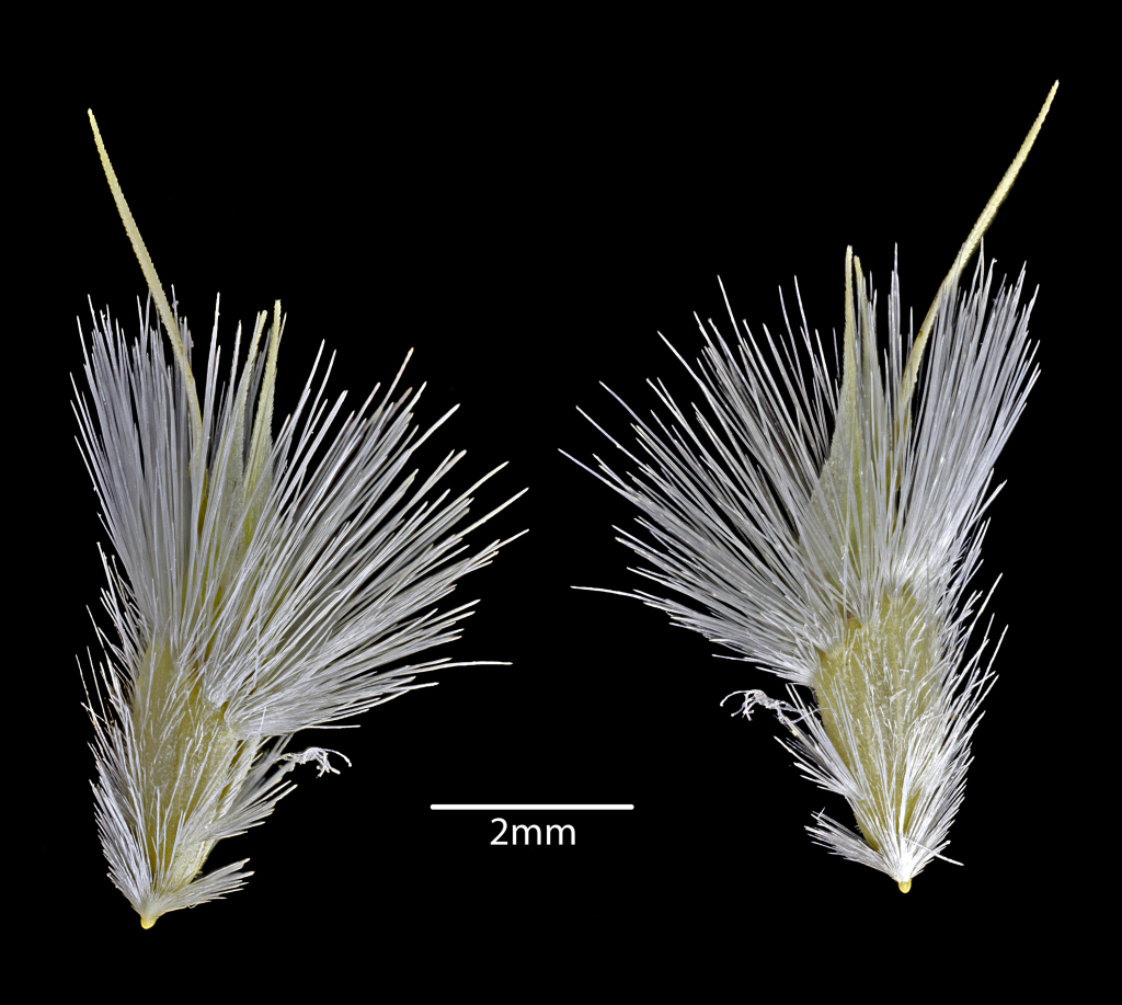 Rytidosperma carphoides (hero image)