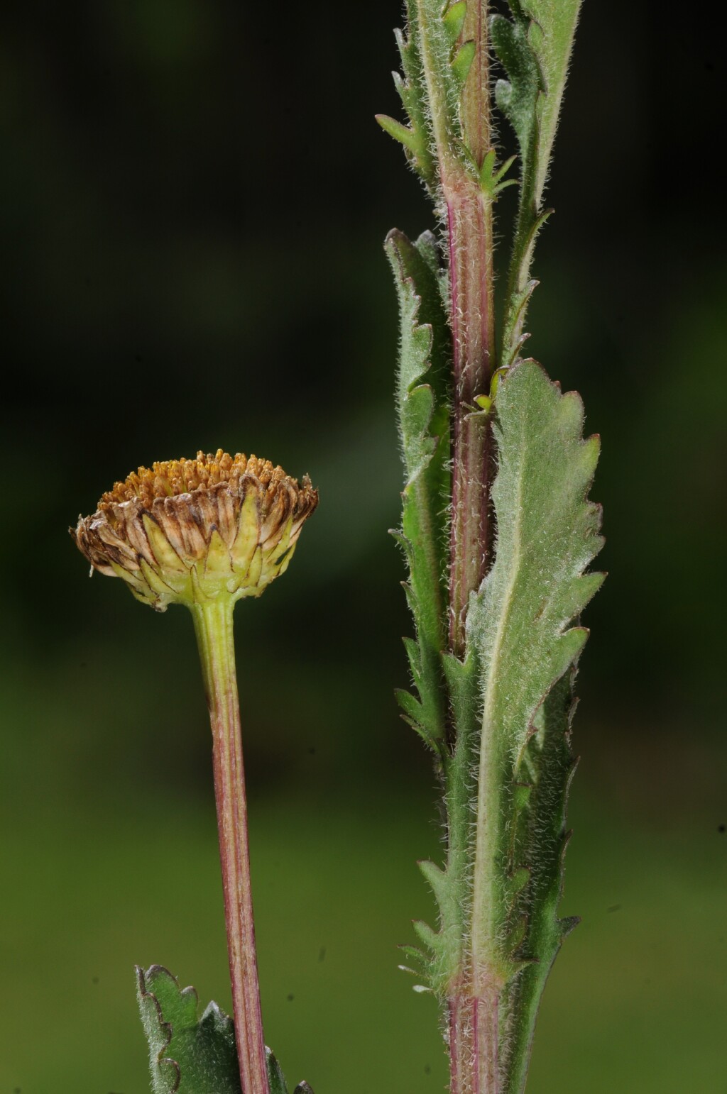 Leucanthemum (hero image)