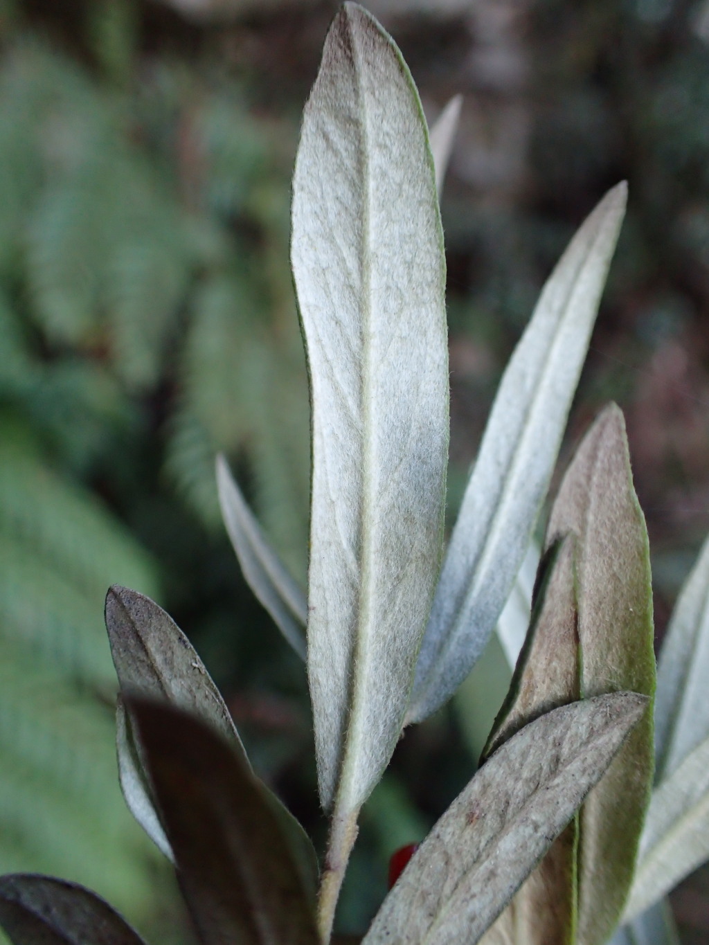 Pittosporum bicolor (hero image)