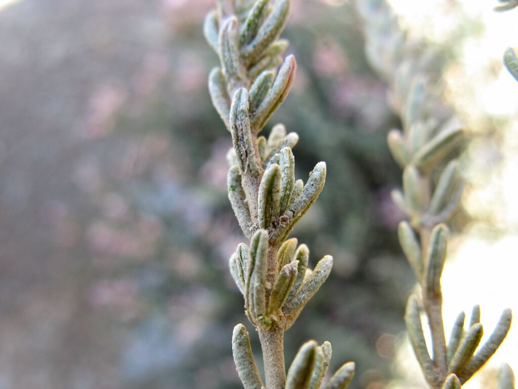 Frankenia foliosa (hero image)