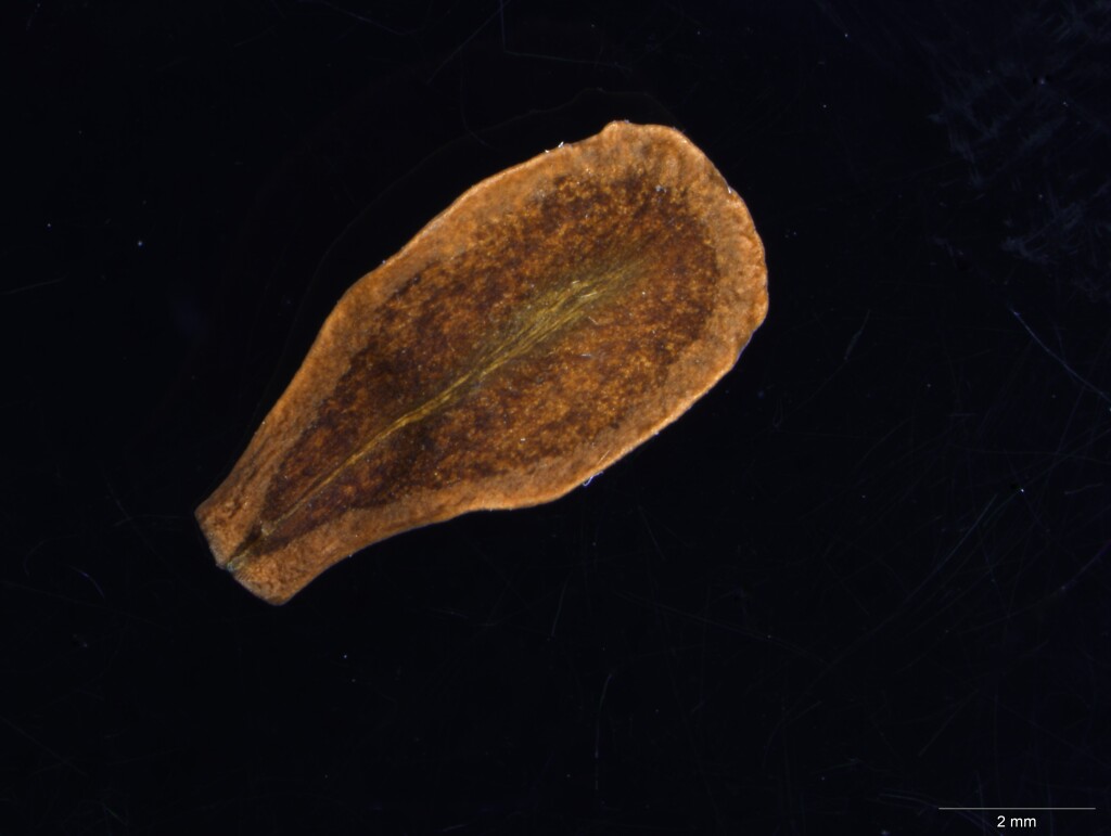 Leichhardtia australis (hero image)