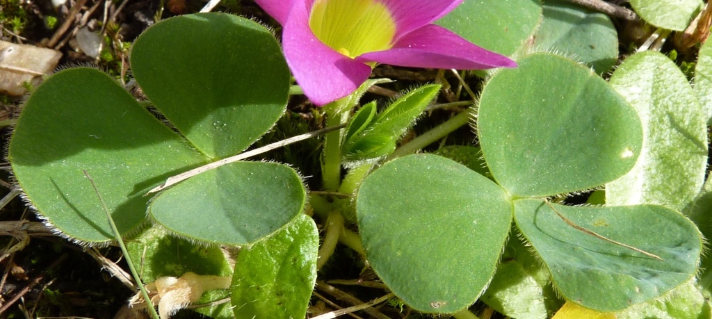 Oxalis purpurea (hero image)