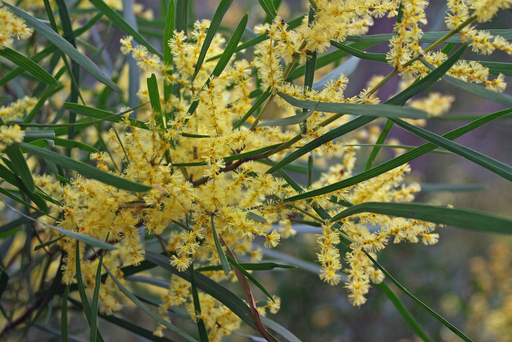 Acacia mucronata subsp. longifolia (hero image)