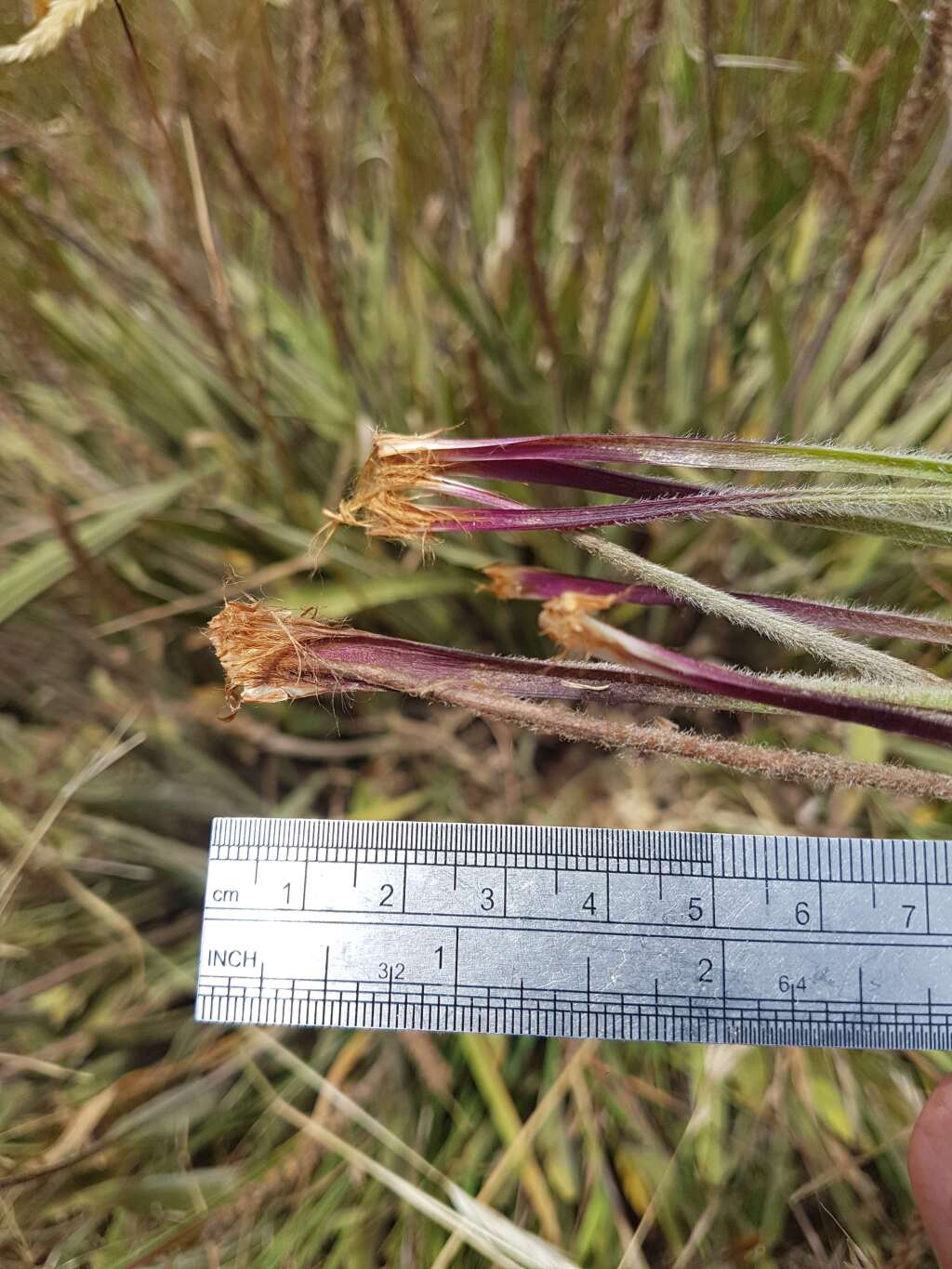 Plantago gaudichaudii (hero image)