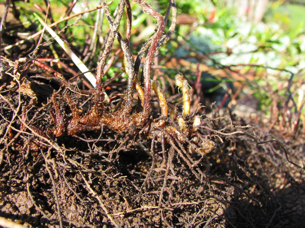 Cheilanthes austrotenuifolia (hero image)