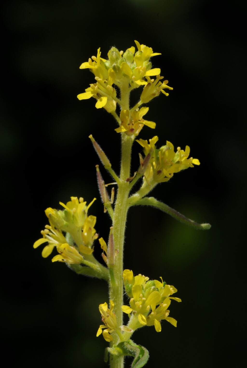 Sisymbrium officinale (hero image)