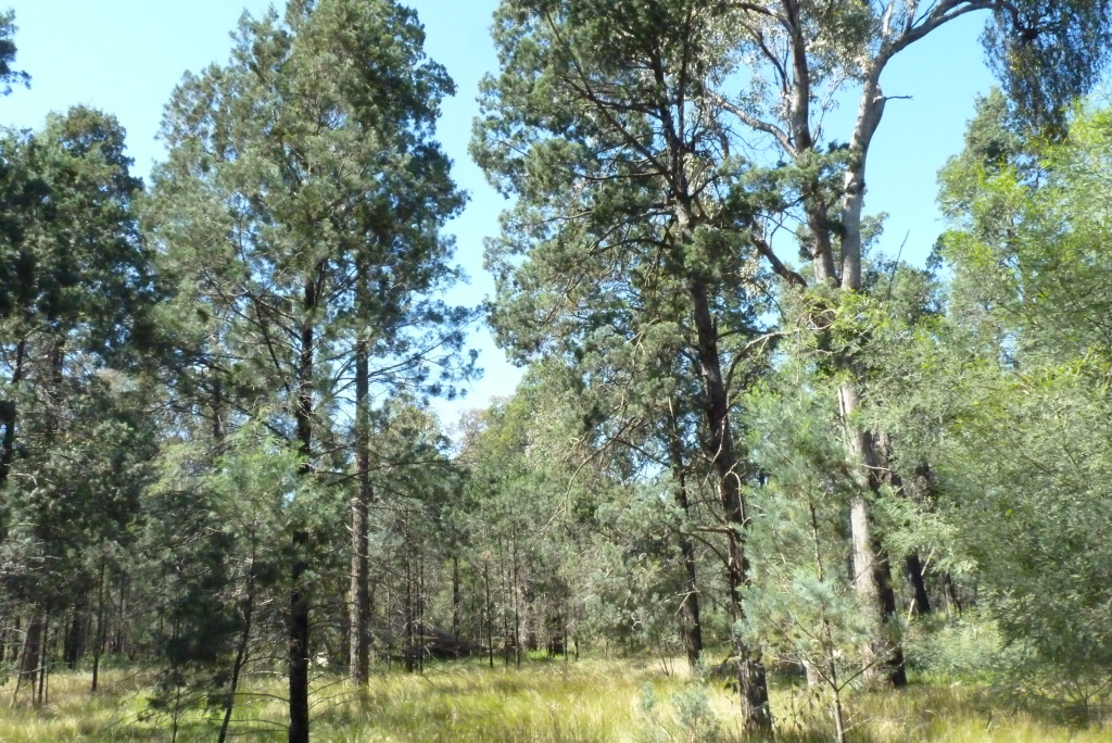 Callitris glaucophylla (hero image)