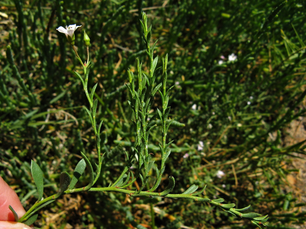 Samolus repens (hero image)