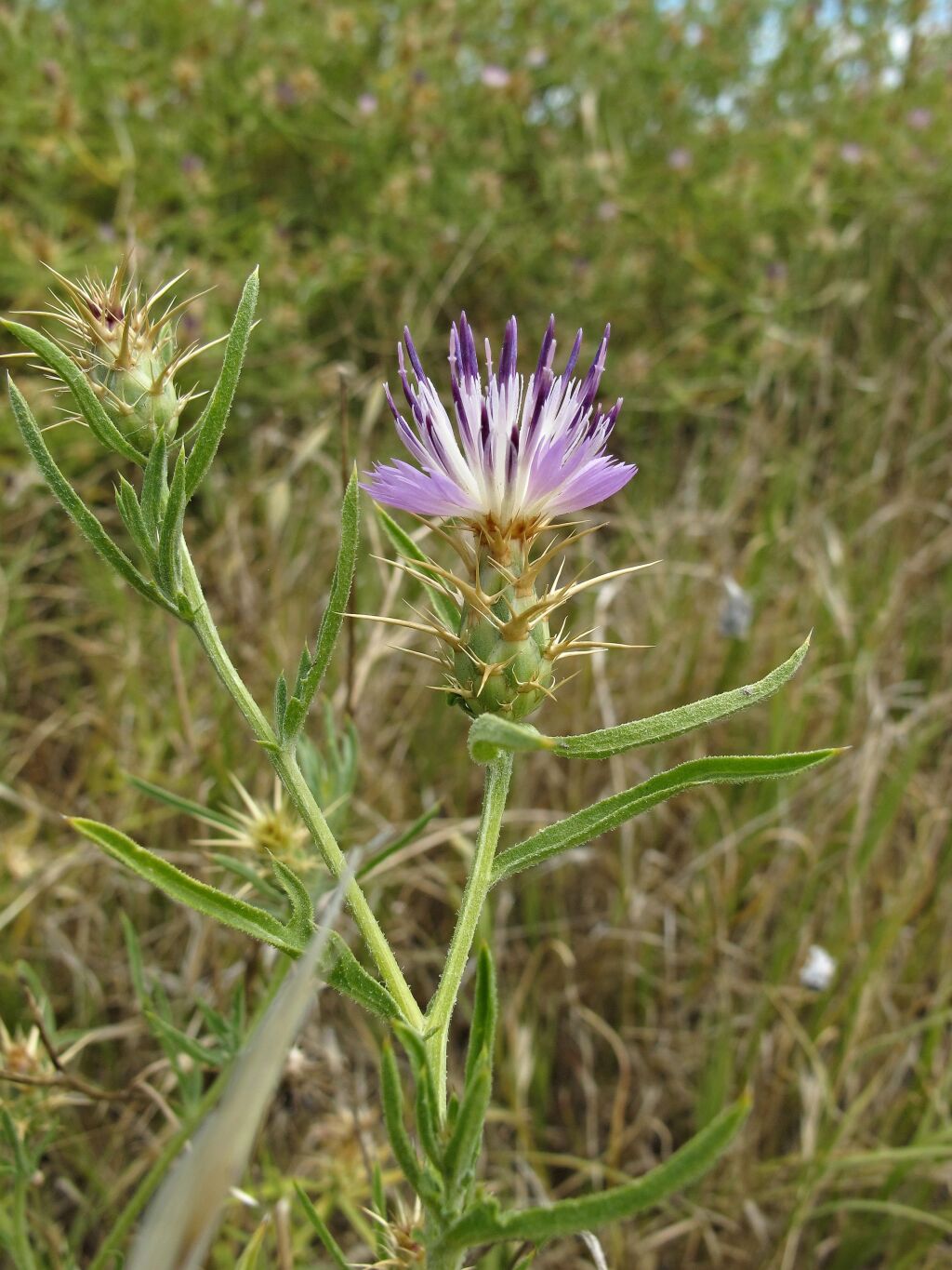 Centaurea (hero image)