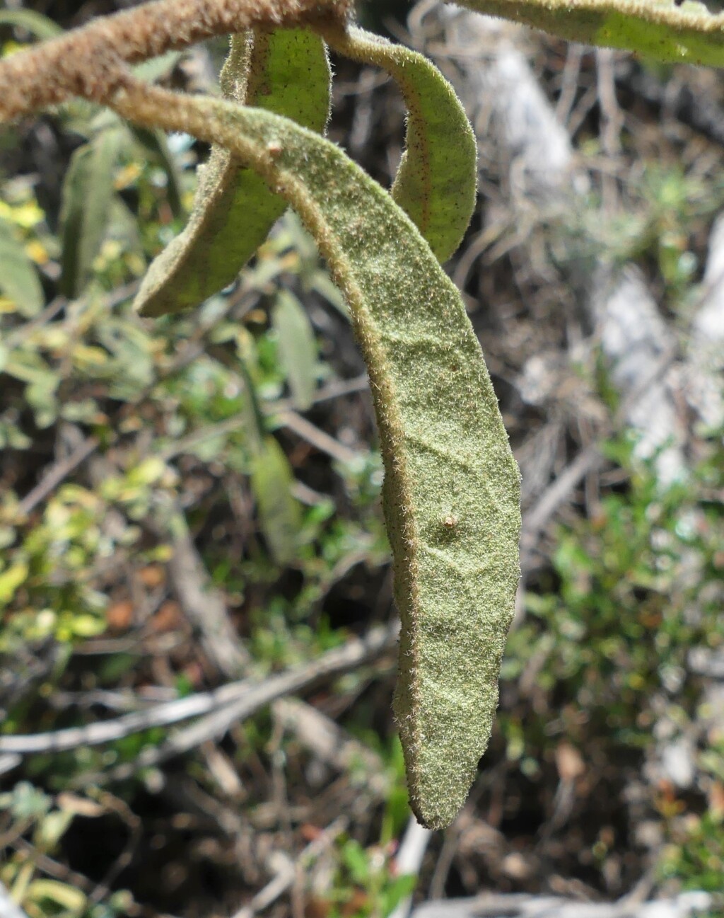 Asterolasia asteriscophora subsp. asteriscophora (hero image)