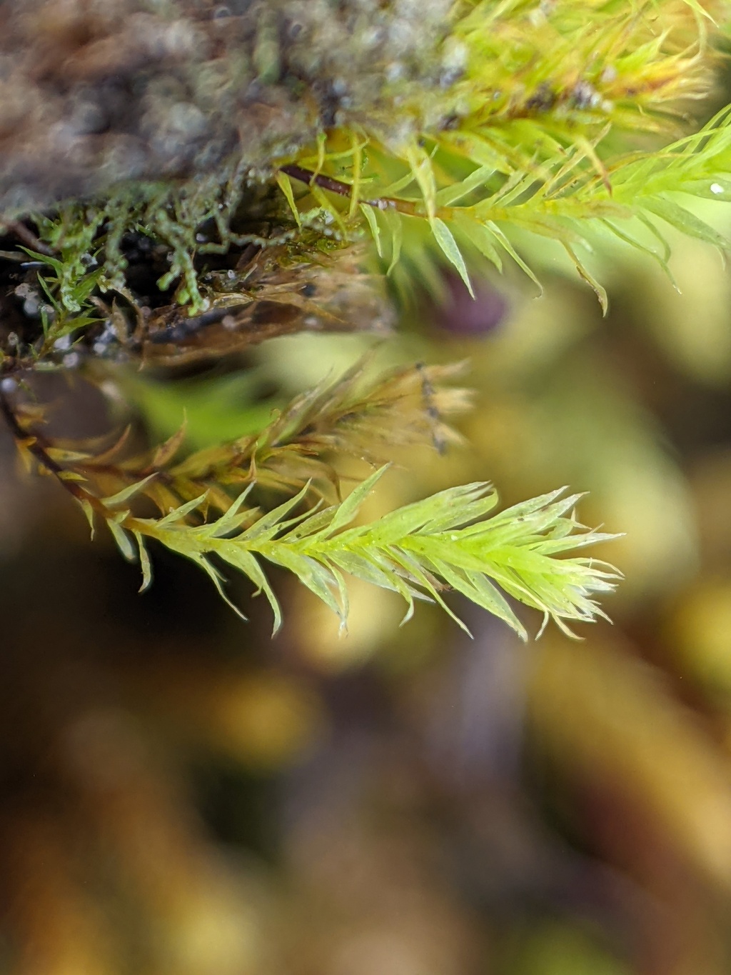Schizymenium (hero image)