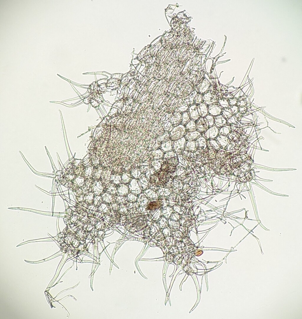 Chaetophyllopsis (hero image)