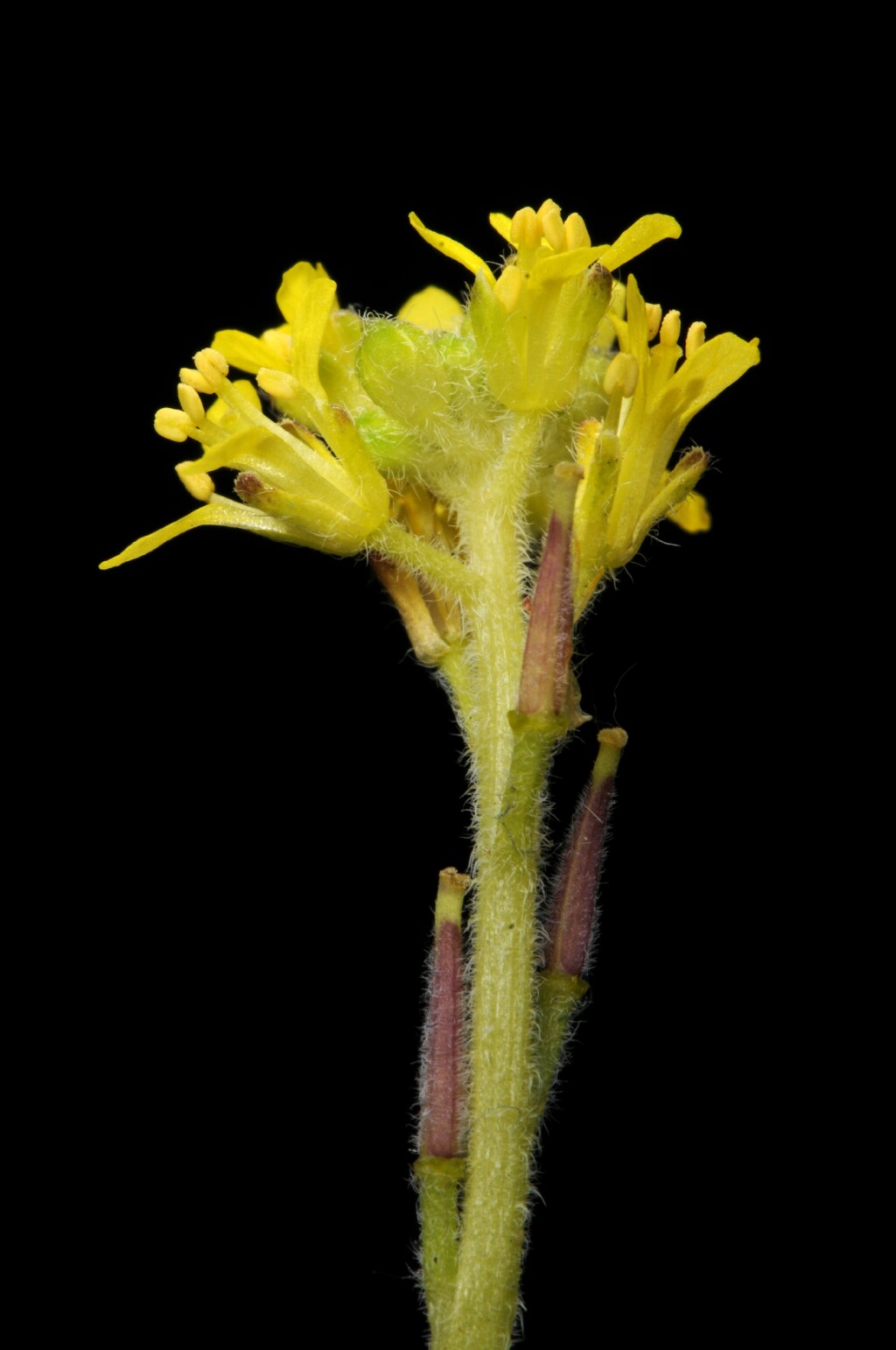 Sisymbrium officinale (hero image)