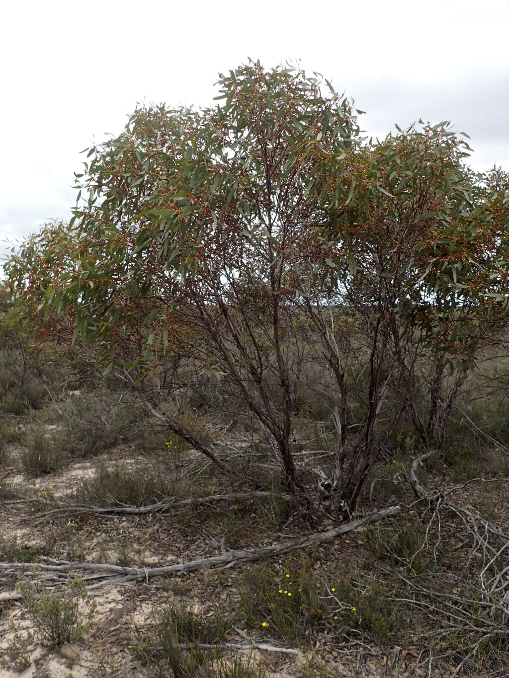 Eucalyptus costata (hero image)