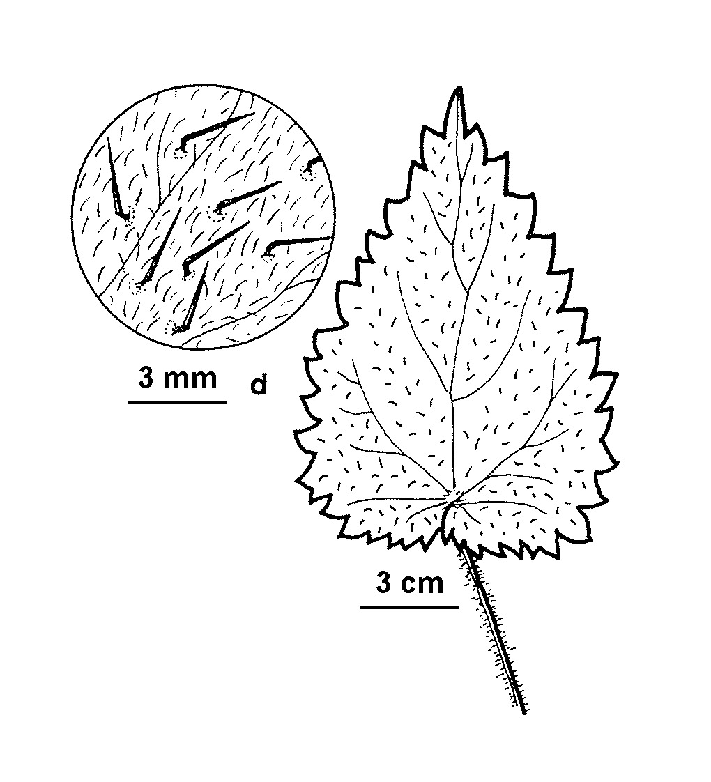 Urtica dioica (hero image)