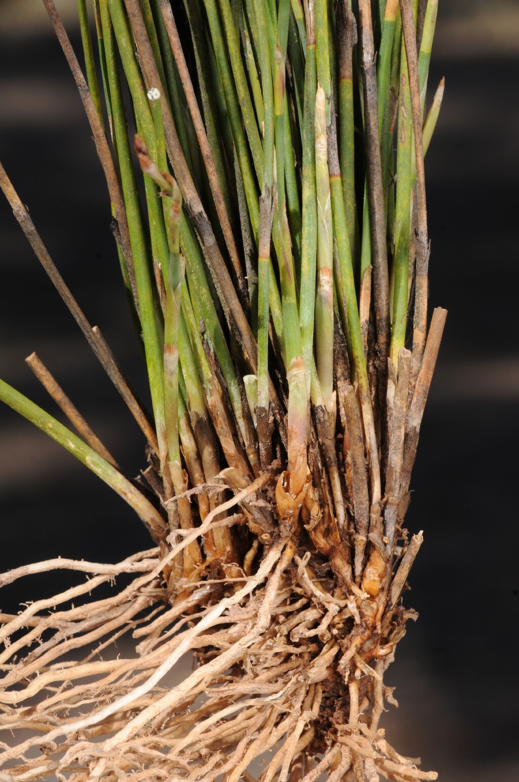 Eurychorda (hero image)