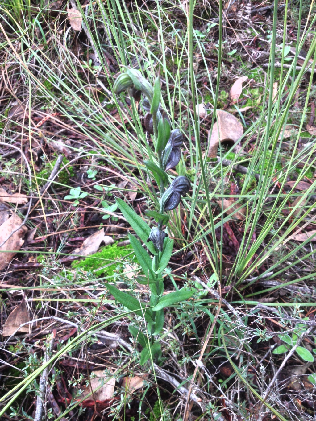 Pterostylis sanguinea (hero image)